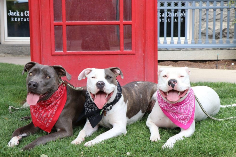 Veterinary Visalia, CA House of Paws Veterinary Clinic