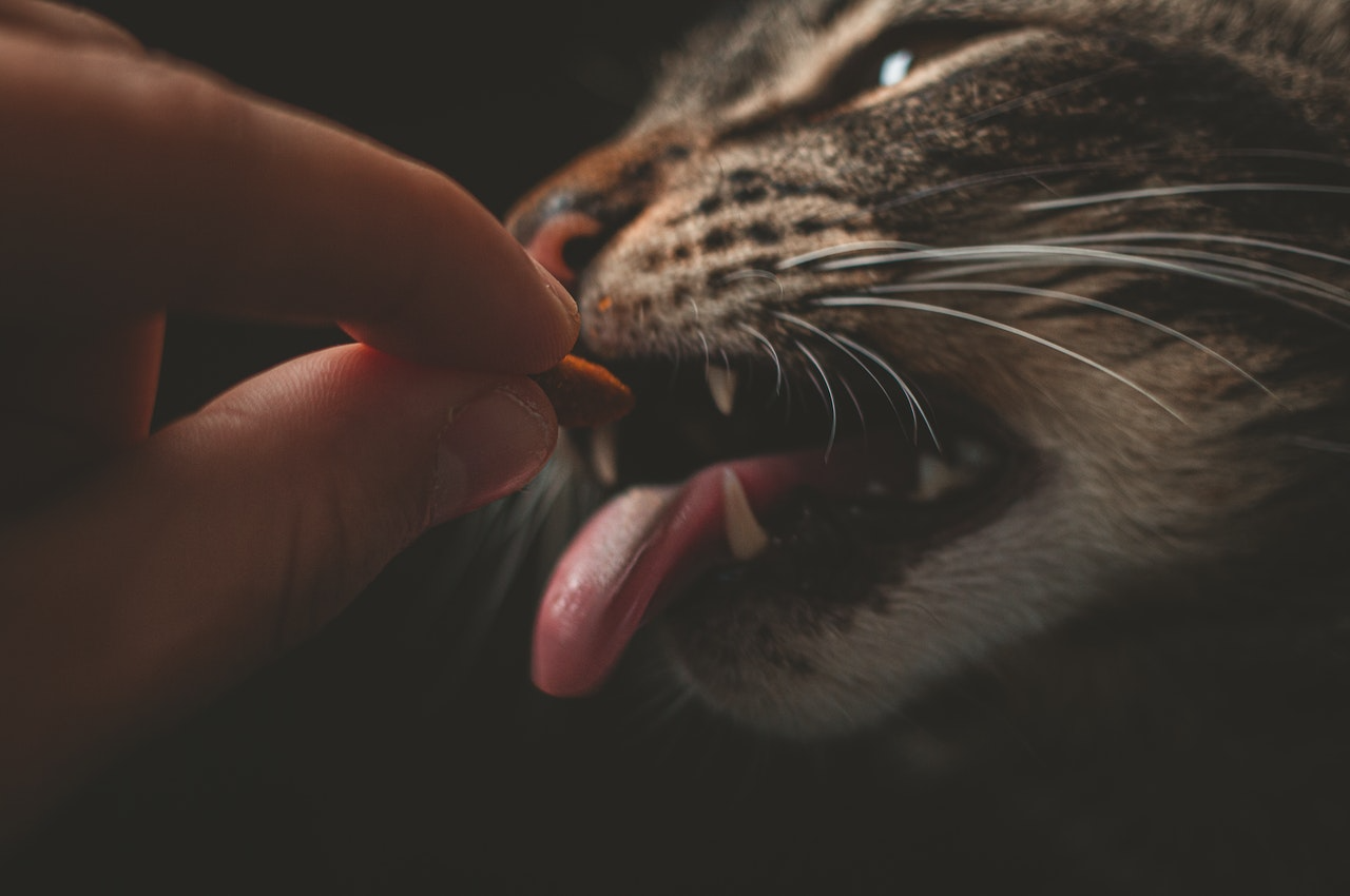 Understanding End of Life Care Options For Your Pet House Of Paws understanding-end-of-life-care-options-for-your-pet-house-of-paws