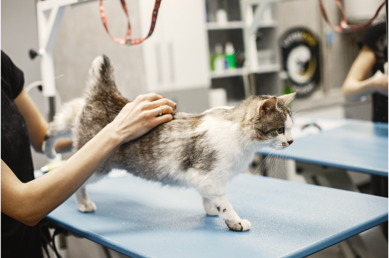 How to Keep Your Cat Healthy House of Paws Veterinary Clinic
