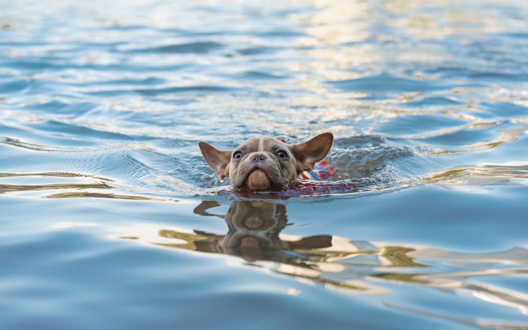 Five Guidelines for Ensuring Your Pet’s Safe Swimming Experience