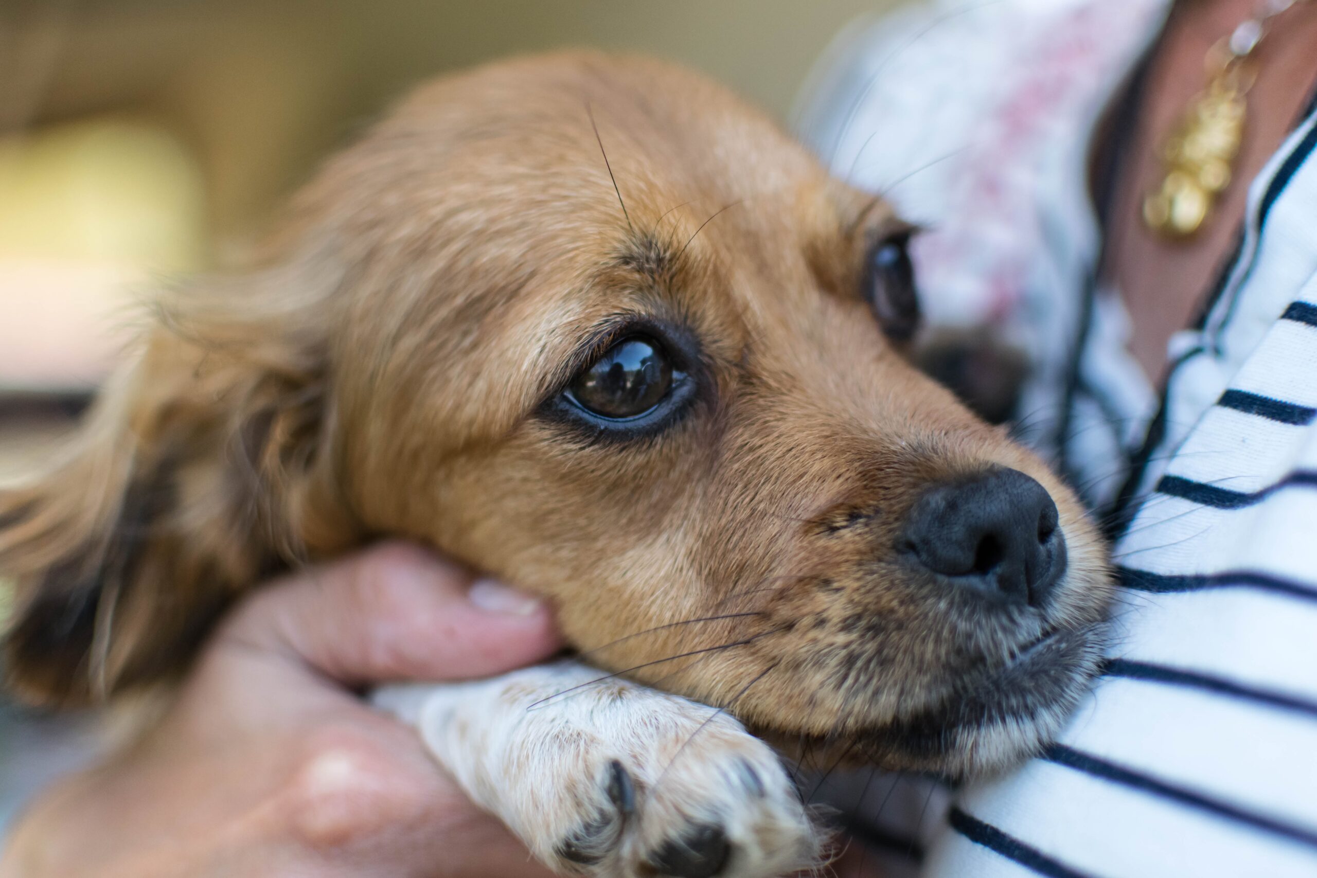 How To Help Your Pet Overcome Anxiety