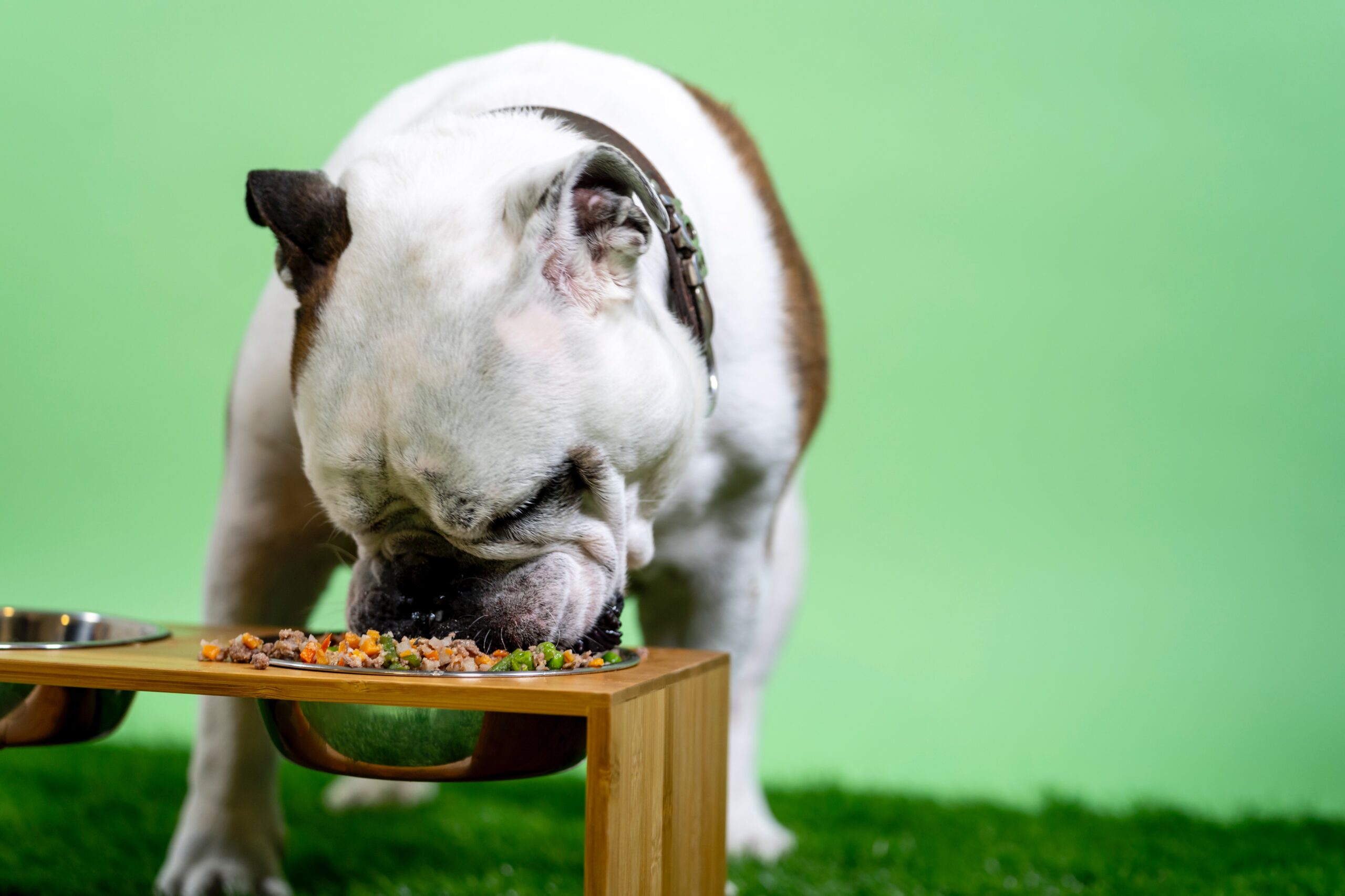 Picture of Top Pet Choking Hazards - House of Paws Veterinary Clinic